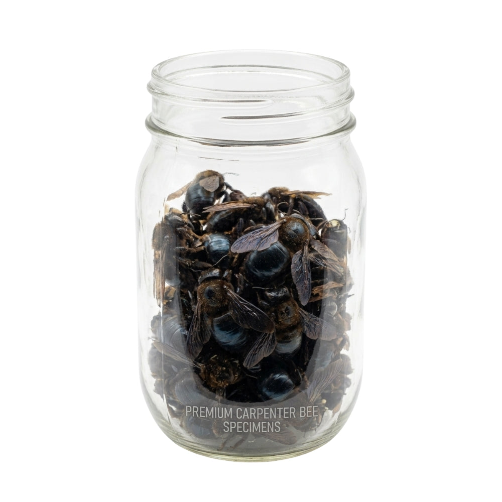 Pack of 2 Bee Trap with Mason Jar