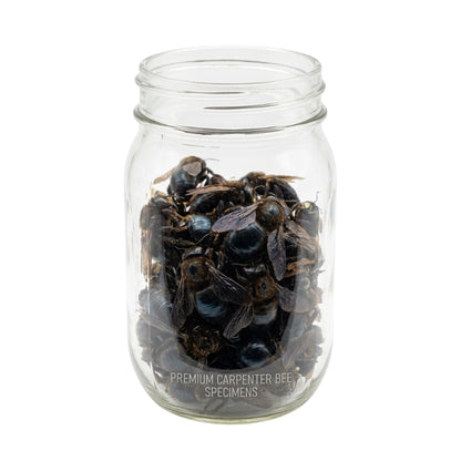 Pack of 2 Bee Trap with Mason Jar